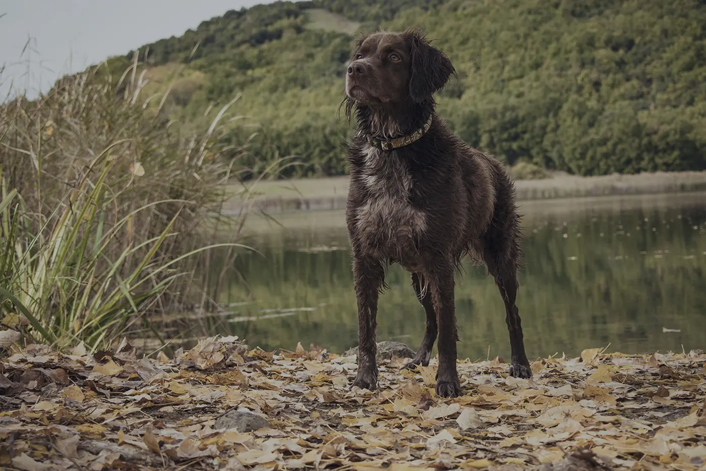 Jagdhund im Revier